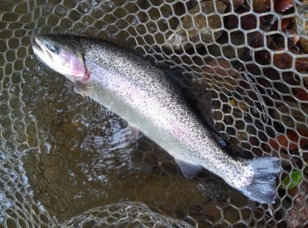 大安トラウトレイク 釣果